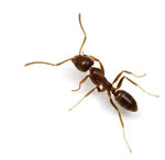 ant