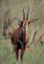 antelope