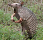 armadillo