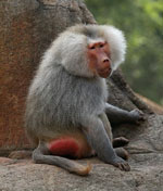 baboon