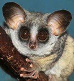 bushbaby