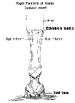 cannon-bone