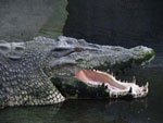 crocodile