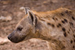 hyena