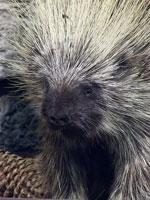 porcupine