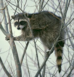 raccoon