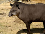 tapir