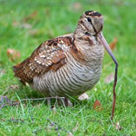 woodcock